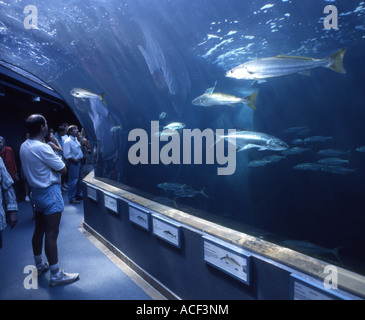 I visitatori della Two Oceans Aquarium in Città del Capo la visualizzazione di pesci marini nella grande passeggiata-attraverso acqua salata pesce serbatoio. Foto Stock