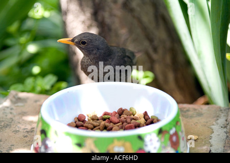 Cheeky blackbird alimentazione da gatti piatto Foto Stock