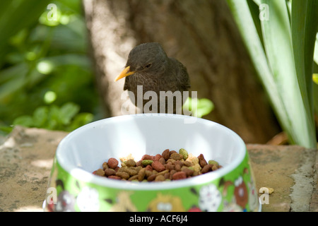 Cheeky blackbird (Turdus merula) alimentazione dal gatto piatto Foto Stock