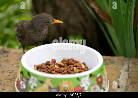 Cheeky blackbird (Turdus merula) alimentazione dal gatto piatto Foto Stock