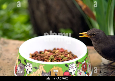 Cheeky blackbird (Turdus merula) alimentazione dal gatto piatto Foto Stock