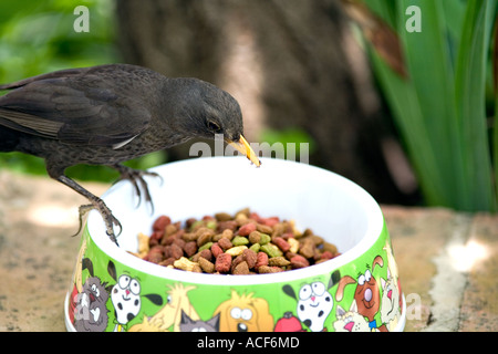 Merlo alimentazione da gatti piatto Foto Stock