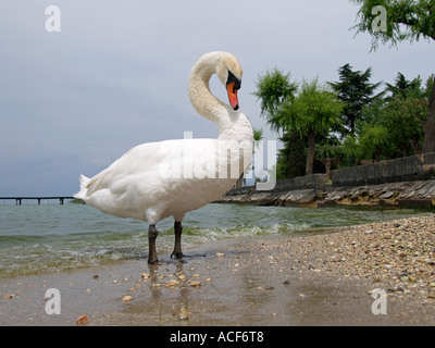 Tame swan sulla spiaggia di ciottoli a Garda Lake Shore Peschiera del Garda Italia Foto Stock