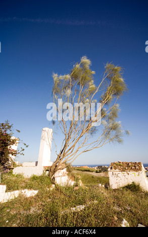 Scopa spagnola (Spartium junceum) vecchio rudere, Mijas, Spagna Foto Stock