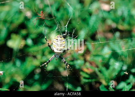 La coppia dispari zebra o wasp ragno femmina e molto più piccolo di corteggiamento maschio Foto Stock