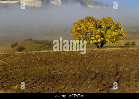 Un campo arato con un unico pioppo nel fogliame di autunno con la nebbia di mattina in background. Foto Stock