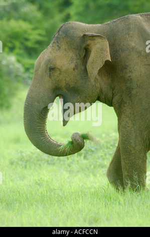 Maschio di elefante asiatico mangiare erba al crepuscolo in Kaudulla National Park, Sri Lanka Foto Stock