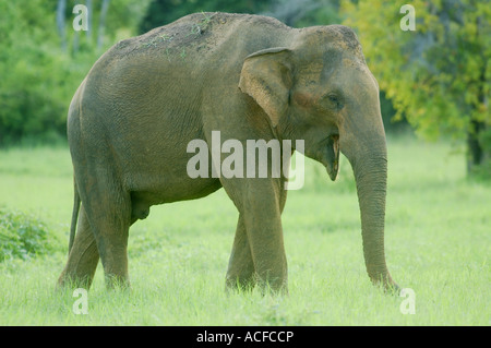 Maschio di elefante asiatico a Kaudulla National Park, Sri Lanka Foto Stock