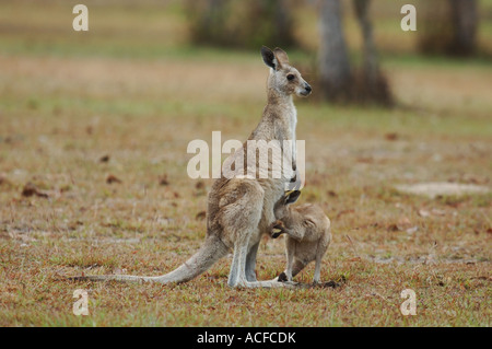 Orientale Canguro grigio madre allattamento bambino sul Atherton Highlands, Queensland, Australia Foto Stock