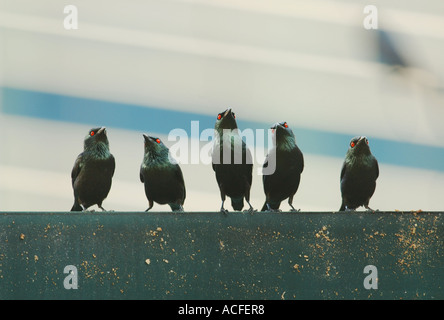 Lucida filippino storni allineate su un tetto di Kuala Lumpur in Malesia. Foto Stock