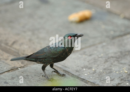 Philippine Glossy Starling mangiare pane grattugiato su Kuala Lumpur street, Malaysia. Foto Stock