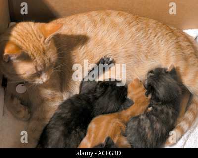 Madre gatto alimentazione di tre settimane vecchio cuccioli in una scatola di cartone Foto Stock