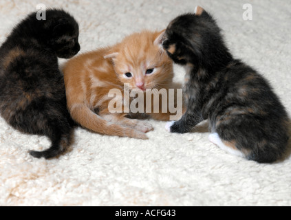 Tre 3 settimane vecchio cuccioli Foto Stock