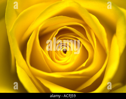 fine della rosa Foto Stock