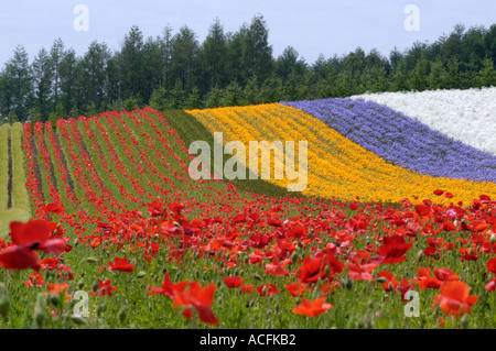 Fiori colorati in campo a Farm Tomita un famoso flower farm in Furano Biei Hokkaido in Giappone 2005 Foto Stock