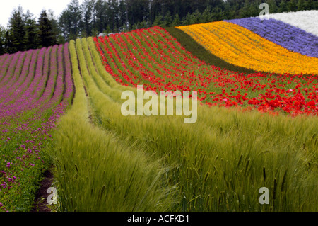 Fiori colorati in campo a Farm Tomita in Furano Biei area di Hokkaido in Giappone 2005 Foto Stock