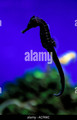 Piccola creatura del mare montante di nuoto nel mare rosso, Foto Stock