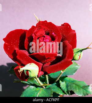 Rosso brillante rosa con foglie in acqua fresca Foto Stock