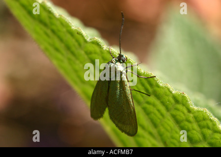 Forester comune tignola adscita statices Foto Stock