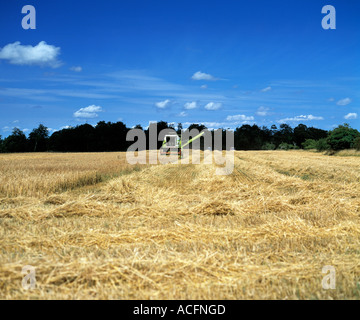 Tempo del raccolto per ripe golden corn nel paesaggio irlandese, Foto Stock