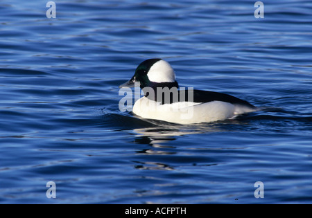 Bufflehead, George C. Reifel uccello migratore Santuario, Delta, British Columbia, Canada America del nord Foto Stock