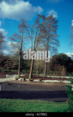 Il lago drenato in Kew Gardens, Surrey, Regno Unito Foto Stock