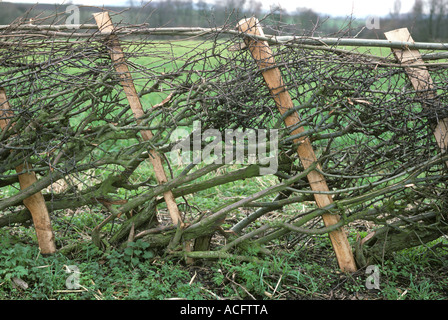 Un sfrondato nuova posa hedge con doghe di supporto Foto Stock