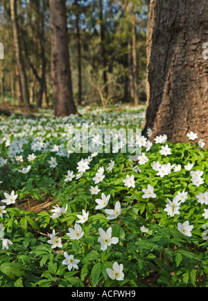 Fiori bianchi Campanula carpatica campanula dei Carpazi nel Hutsulshyna Carpazi Ucraina Foto Stock