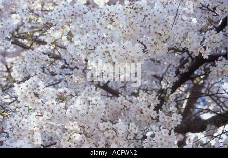 Close up di cluster della primavera i fiori bianchi della fioritura Fuji o ciliegio Prunus incisa tree Foto Stock