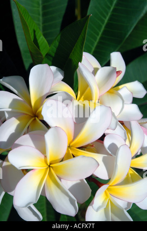 Tropical frangipani Plumeria sp. Fiori Foto Stock