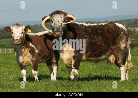 Longhorn mucca e vitello Foto Stock