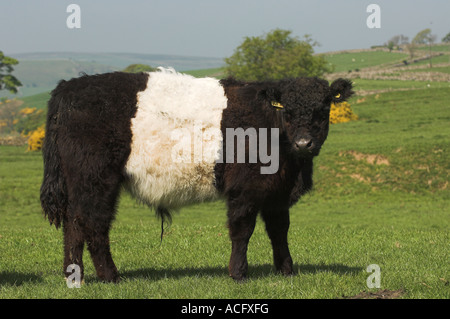 Belted Galloway bovini nei campi dello Yorkshire del Nord Foto Stock