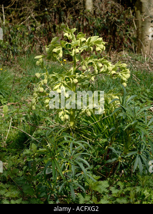 L'elleboro puzzolente Helleborus foetidus una grande fioritura delle piante nel bosco Foto Stock