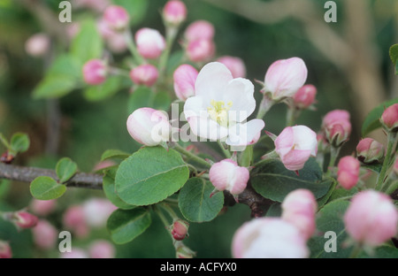 Close up di cluster della primavera fiori rosa e bianchi con foglie di una mela o Malus sylvestris domestica tree Foto Stock