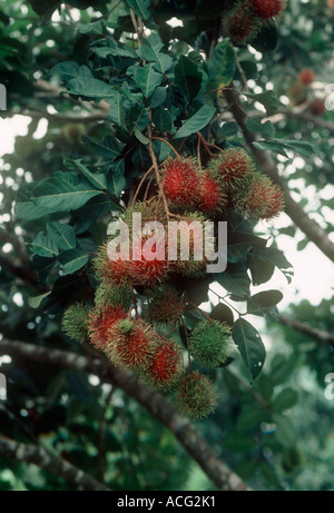 Rambutan la maturazione dei frutti dell'albero in Thailandia Foto Stock