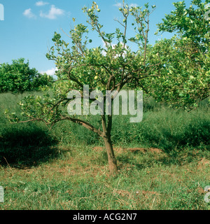 Agrumicoltura (candidatus Liberibacter spp.) che provoca defogliazione su un albero di limone Foto Stock