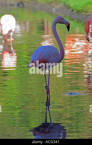 Fenicottero maggiore (Phoenicopterus ruber) Wildfowl & Wetlands Trust (WWT), Llanelli, Carmarthenshire, Wales, Regno Unito Foto Stock