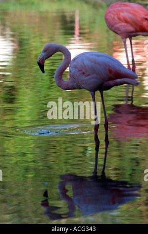 Fenicottero maggiore (Phoenicopterus ruber) Wildfowl & Wetlands Trust (WWT), Llanelli, Carmarthenshire, Wales, Regno Unito Foto Stock