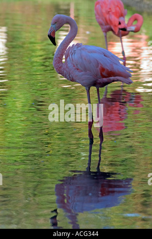 Fenicottero maggiore (Phoenicopterus ruber) Wildfowl & Wetlands Trust (WWT), Llanelli, Carmarthenshire, Wales, Regno Unito Foto Stock