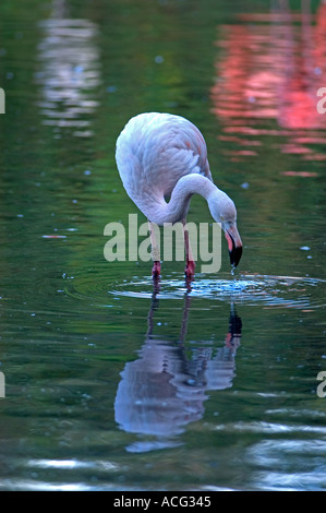 Fenicottero maggiore (Phoenicopterus ruber) Wildfowl & Wetlands Trust (WWT), Llanelli, Carmarthenshire, Wales, Regno Unito Foto Stock