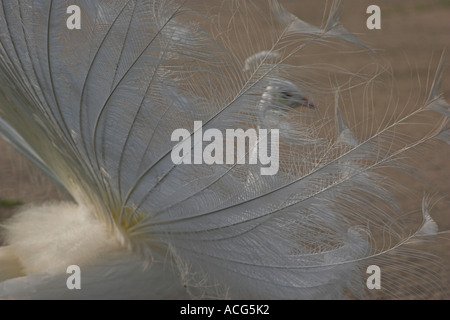 [White Peacock] [Pavo cristatus] visualizzazione [tail feathers], 'close up' da dietro, England, Regno Unito Foto Stock