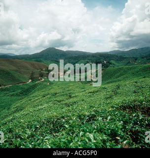 Ampia vista di molte piantagioni di tè in Cameron Highlands della Malaysia Foto Stock