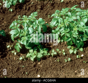 Nero centinodia Bilderdykia convolvulus piantine giovani raccolto di patate Foto Stock