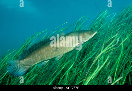 Bowfin Amia Calva USA Florida FL Foto Stock