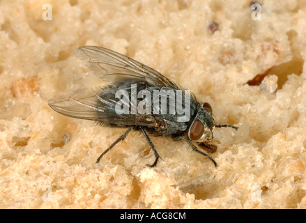 Un adulto carne Sarcophaga mosca carnaria un colpo fly Foto Stock