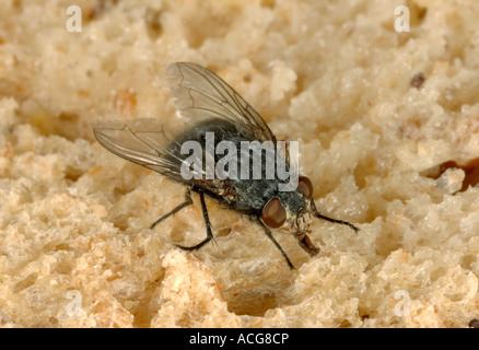 Un adulto carne Sarcophaga mosca carnaria un colpo fly Foto Stock