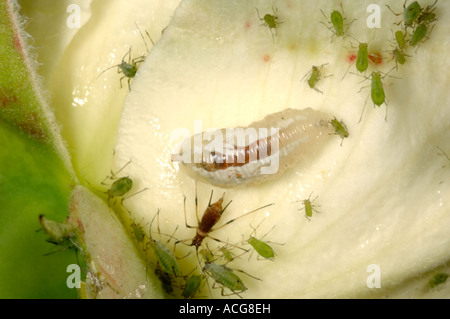 Hover fly larva predator among rose aphids Macrosiphum rosae on a white rose flower Foto Stock
