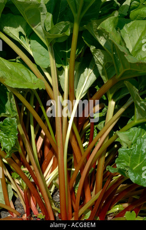 Coppia rhubard nasce su una pianta di giardino Foto Stock