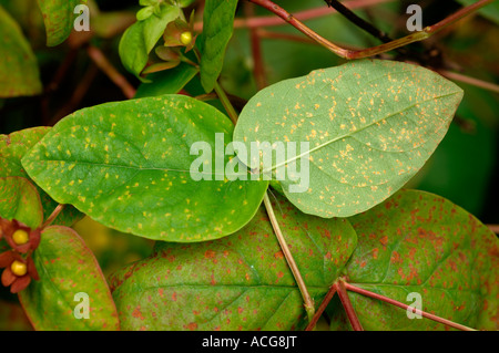 Hypericum ruggine Melampsora hypericorum sulla parte superiore della superficie inferiore di Hypericum x inodorum lascia Foto Stock