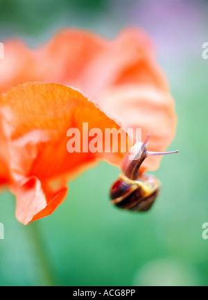 Una lumaca su un papavero di close-up. Foto Stock